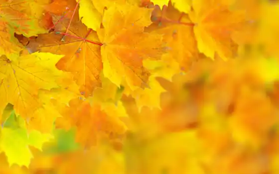 осенние, клипарт, листья, фоны, осень, листьями, растровый, вектор, 