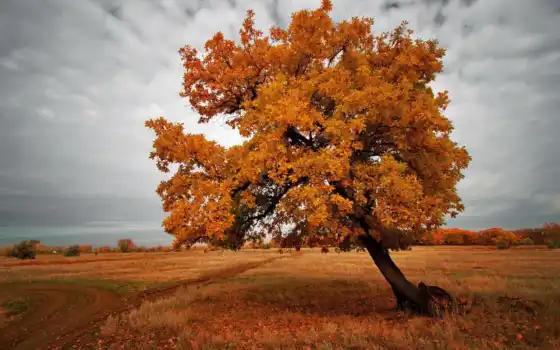 осень, дерево, пейзаж, поле, поле,