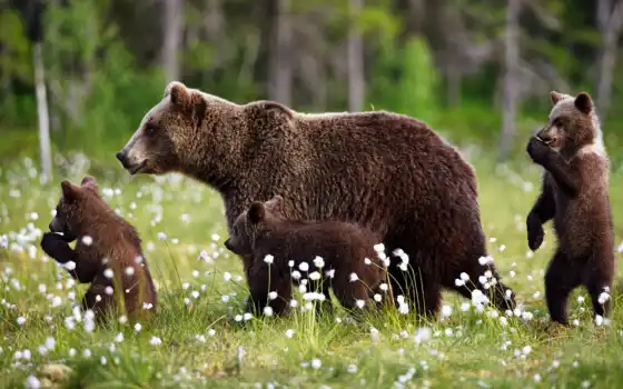 животное, медведь, медведь, урса, медвеженок, бизнесапочта, групппочта, работа, бизнесаоблако