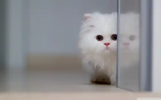 котенок, захватывающий, белый