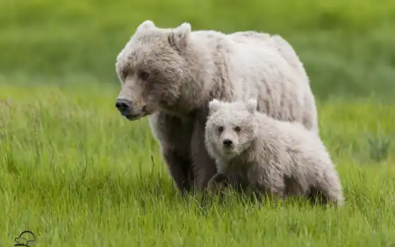 ursa, медвежонок, трава, детсан, материнство,