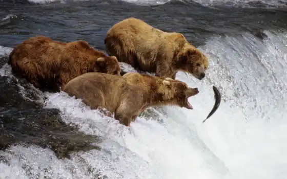 лосось, лосося, не кончается, медведи, карточка, рыба, ты, медведь,
