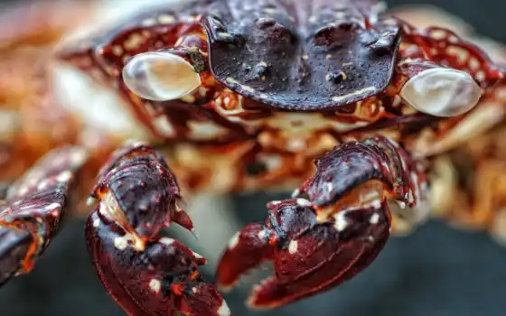 crab, браун, red, closeup, телефон