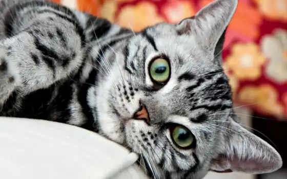 кот, кладка, вниз, диван