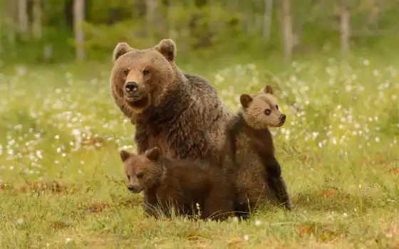 medvezhonok, медведь, животное, ursa, два, трава, лес, три, мишка, взгляд, реальное