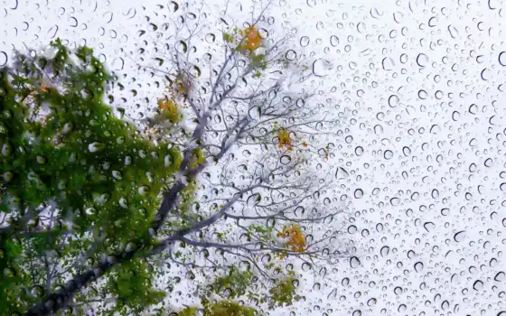 дождь, дерево, стихи, rainy, день, drop, буря