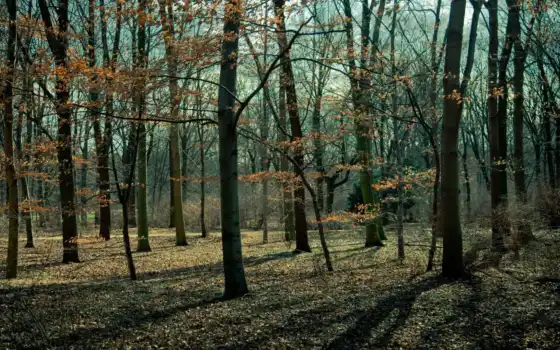 лес, осень, голый, поздно, свет, деревья, парк,