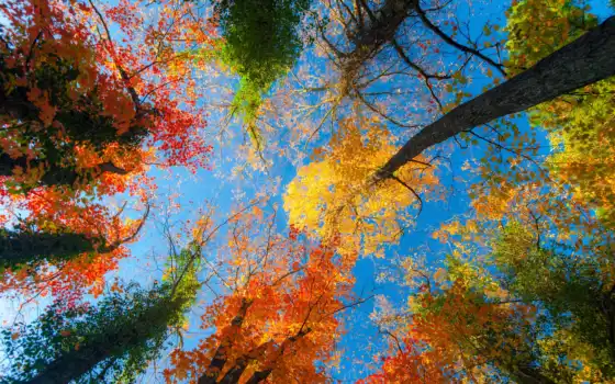 осень, фон, изображение, лес, деревья, впервые, день, photos, 