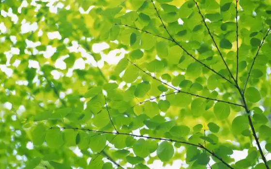 листва, зелёный, красивый, summer, free, биг, shirokoformatnyi