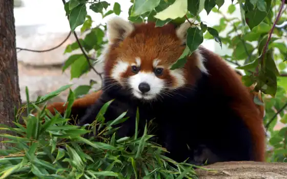 панда, красный, милый, мак, бамбук, хвост, полненькие, животное