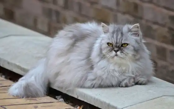 кот, персидский