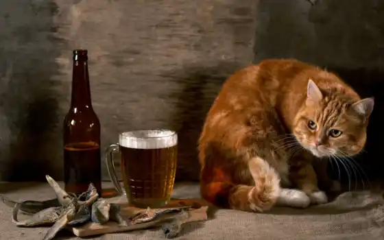 кот, рыба, пиво, рыжий, кошки, бутылка, картинка, коты, подозрительный, животные, 