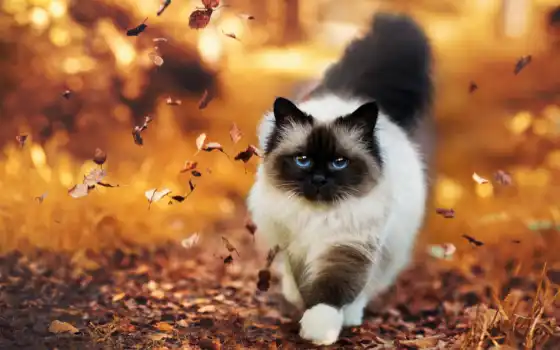 осень, кошки, кот, листва, пушистая, уже, коллекция, лучшая, загружено, широкоформатные, 