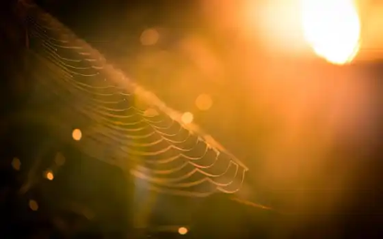 sunlight, web, паук, spiderweb