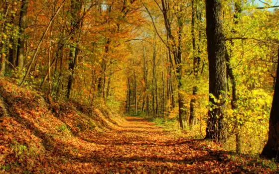 лес, мирные, осень