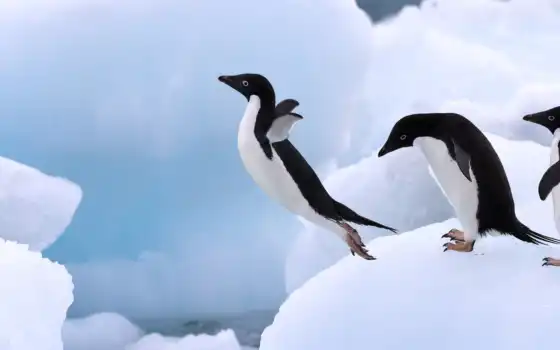 пингвайн, Антарктика