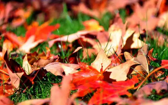 листва, трава, осень, плакат, природа, макро, зелёный, кленовые, 