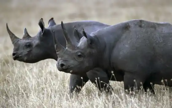 носорог, черный, камерунскии, пивмерет, встречает, животное, которого, палуба