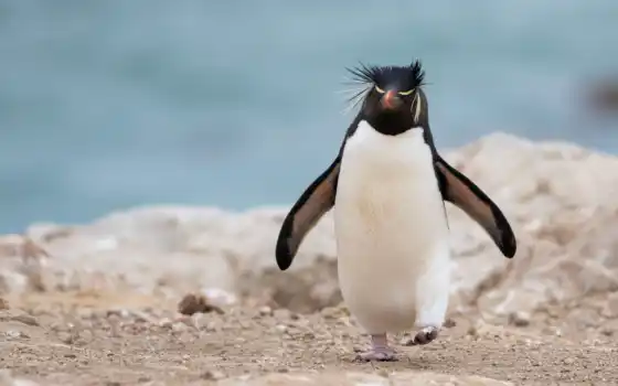 пингвин, кастрюль, симпатичный, параллакс, корыстный, широкоформный, животное