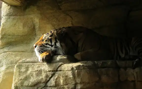 тигр, спать