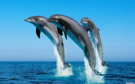 дельфины, море, дельфинов, они, 