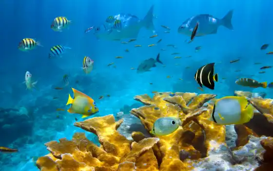 под, ocean, водой, кораллы, pisces, рыбки, красиво, красивые, fish, природа, world, 