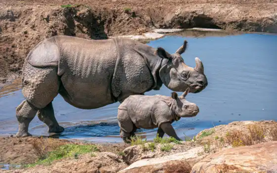 носорога, носорог