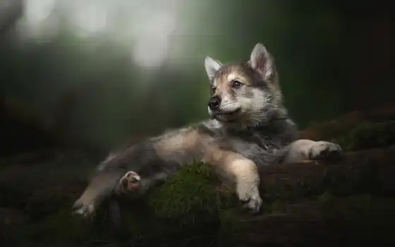 там же, там же, щенок, волк