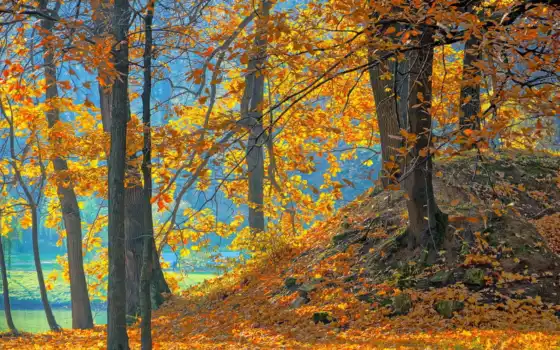 лес, природа, осень, деревя, красивые, 