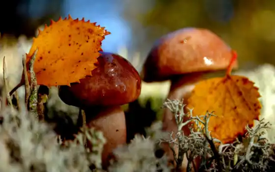 осень, грибы, природа, листва, макро, 