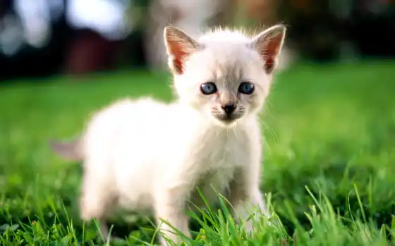 белый, котенок, голубые, чехлы, серый, цветный, черный, дом, русский,