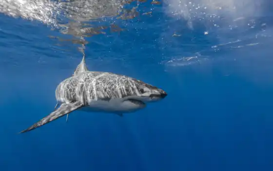 акула, animal, white, стена, water, great, underwater