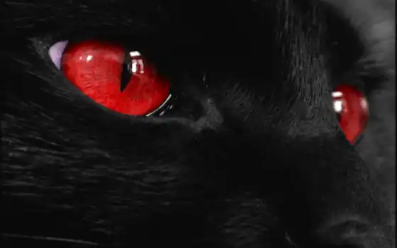 глаз, красное, кот