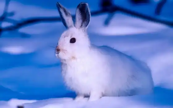 кролик, заяц, белый, снег, животное