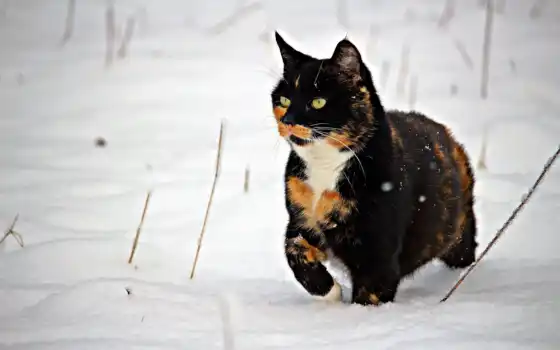 кот, зима, снег, кошки, черный