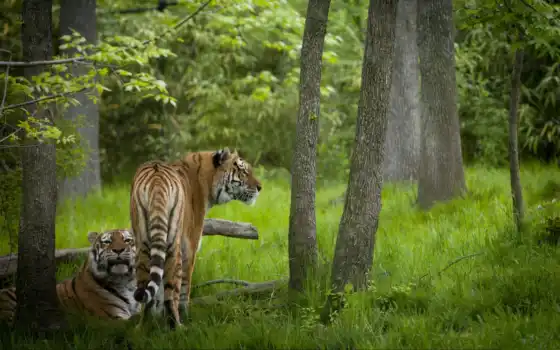тигры, животные, полосатый, лес, 