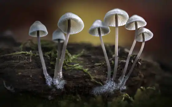 mushroom, fungus, wood, осень, bonnet