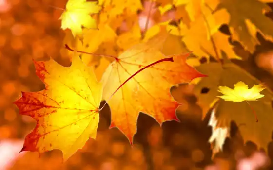 лист, осень, природа, maple, paustovskii, туземец