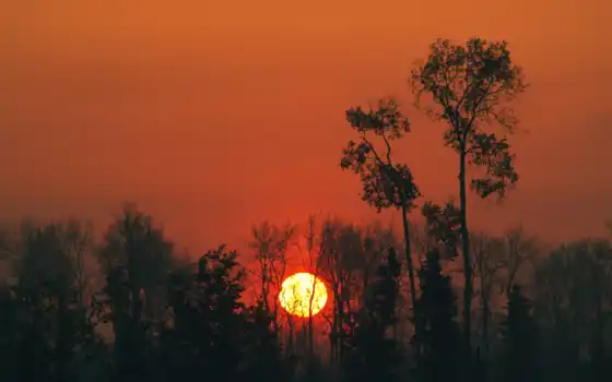 солнце, закат, лес