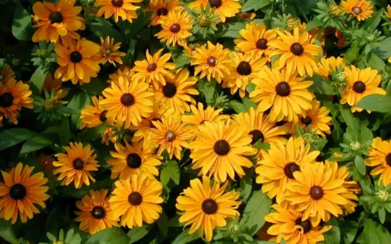 обои на рабочий стол, красивые картинки, картинки для ipad, обои для android