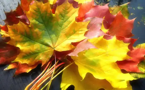 листва, осень, осенние, листьев, осенью, maple, осенних, природа, огурцы, 