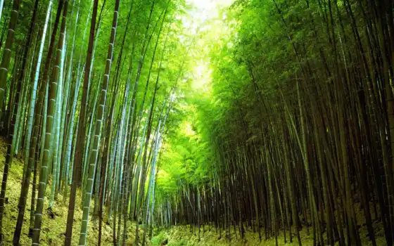 дерево, бамбук, tre, биг, again, shirokoformatnyi, красивый, height, free
