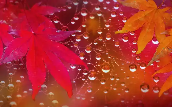 осень, leaf, ди, jesienne, liście, krople, paj-czyna, foglie, autunno, parede, papéis