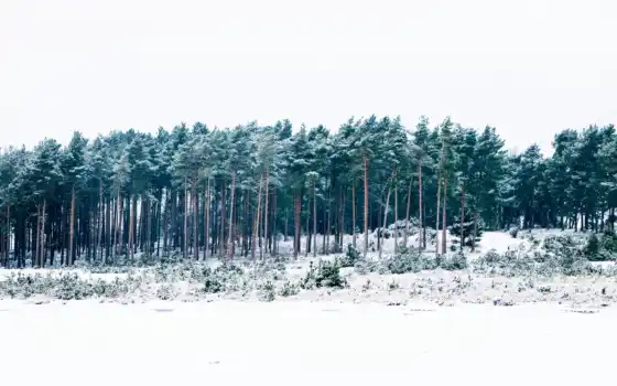зима, лес, лес