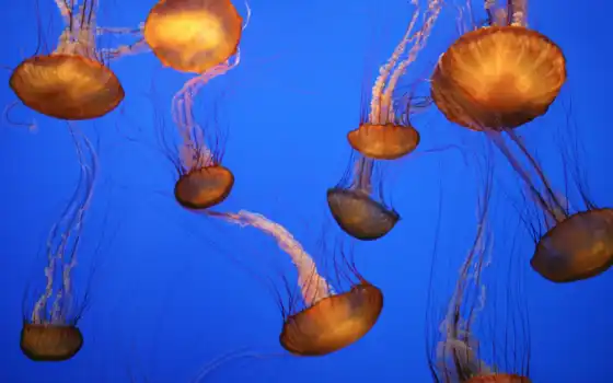 медуз