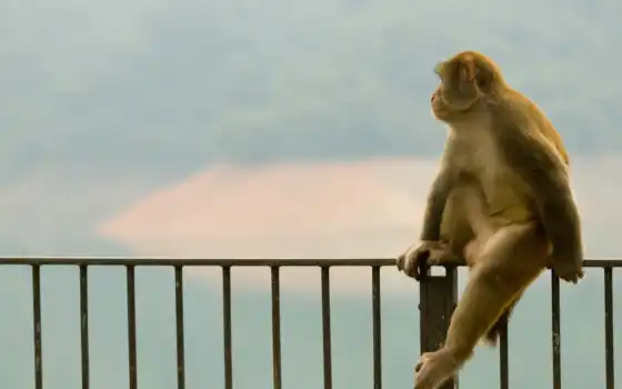 обезьяна, сидит, обезьяны, 