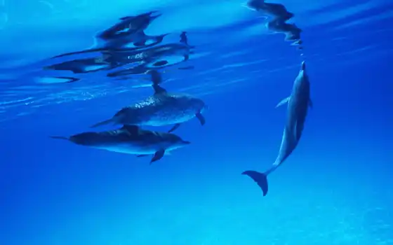 cool, дельфины, дельфин, zhivotnye, devushki, dolphins, 