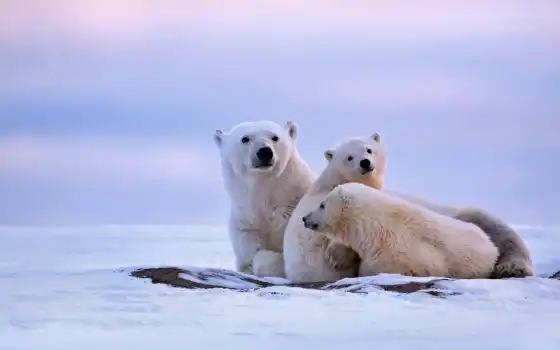 медвежонок, зима, животное, белый