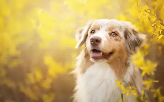 весна, собака, желтый, цветы