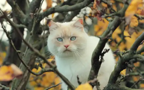 кот, белый, дерево, ветки, листья, 